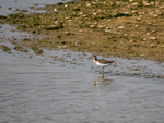 Common Sandpiper