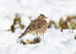 Skylark - Alauda arvensis