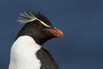 Rockhopper Penguin portrait, West Point Island, The Falkland Islands