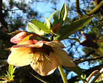 Hellebore
