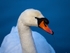 Mute Swan