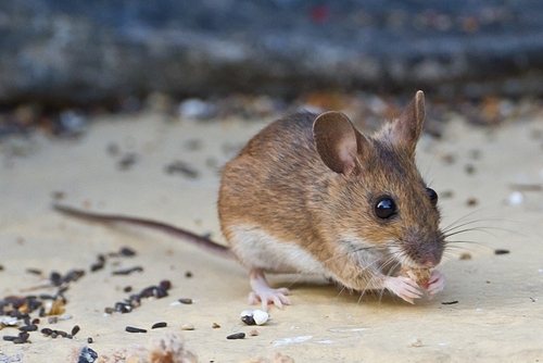 The most common garden mouse is the wood mouse. It is easily identifiable by its huge ears, pointed face, dark brown…