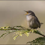 Wren