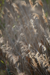 Somerset Levels, reed bed_ 0955