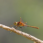 White-faced Meadowhawk (female)
