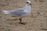 Gulls portfolio