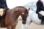 Class 304 - Ridden Part Bred Horse Pony portfolio