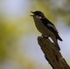 pied flyvatcher 2025