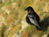 Raven with fluffed-up feathers perched on the cliffs at Durlston