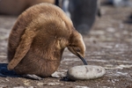 Juvenile King Penguin