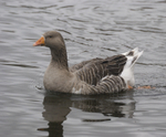 Greylag Goose