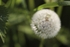 Dandelion 4