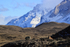 Pumas (adult and cub) in Patagonia landscape, Torres del Paine, Chile
