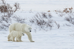 Female Polar Bear & cub on frozen lake, Churchill, Canada
