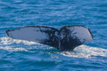 Beautiful Fluke 1. 0A3A4467 27-08-25