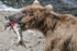 McNeil River Bears-8