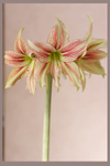 Hippeastrum 'Giraffe' 3