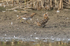 Snipe displaying fantail at Otmoor