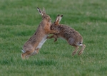 Hares portfolio