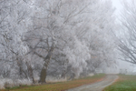 Twizel Hoarfrost