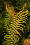 The Fern Dance