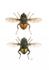 Costa Rican Hoverflies