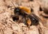 Andrena clarkella (f)