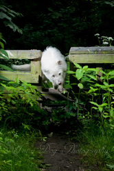 Kasper's Walkies! portfolio