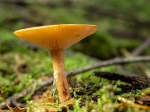 6.Saffron Milkcap