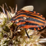 Italian Shield Bug (Graphosoma italicum) 