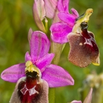 Ophrys biscutella x O.tenthredinifera  (O. x montis-angeli)