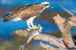 Osprey with Luderick 5
