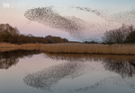 Murmuration reflected