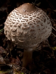 Shaggy Parasol (01)