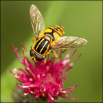 Tiger Hoverfly