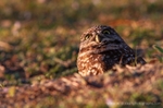 FLB052: Burrowing owl