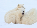 Yawning Polar Bear cub, Churchill, Canada