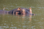 Hippopotamus