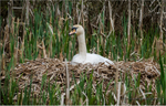 On the Nest