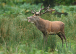 Red Deer