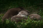 Otters portfolio