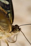 Butterfly2