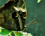 Owl Butterfly