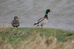 Mallard Pair DSC_6534