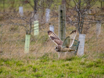 Short-eared Owl