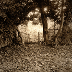 Fenced Off Fence