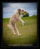 Dog Flight copy