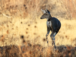 Mule Deer, Bosque del Apache, New Mexico