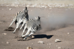 Etosha National Park ~ Mammals portfolio