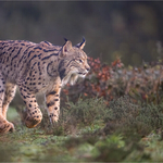 Print - Bronze - Charlie Kidd - Lynx on the hunt